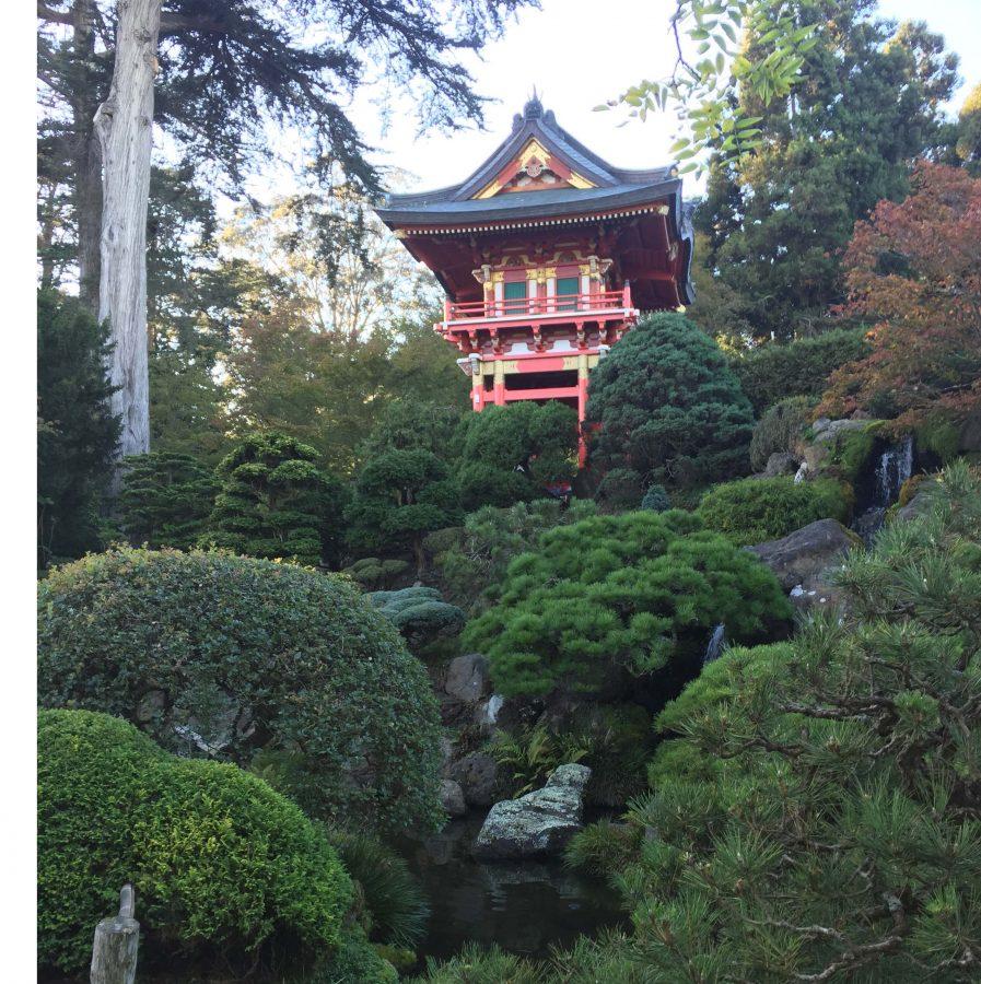 Numerous luscious plants grow at the Japanese Tea Garden located around Golden Gate Park. 