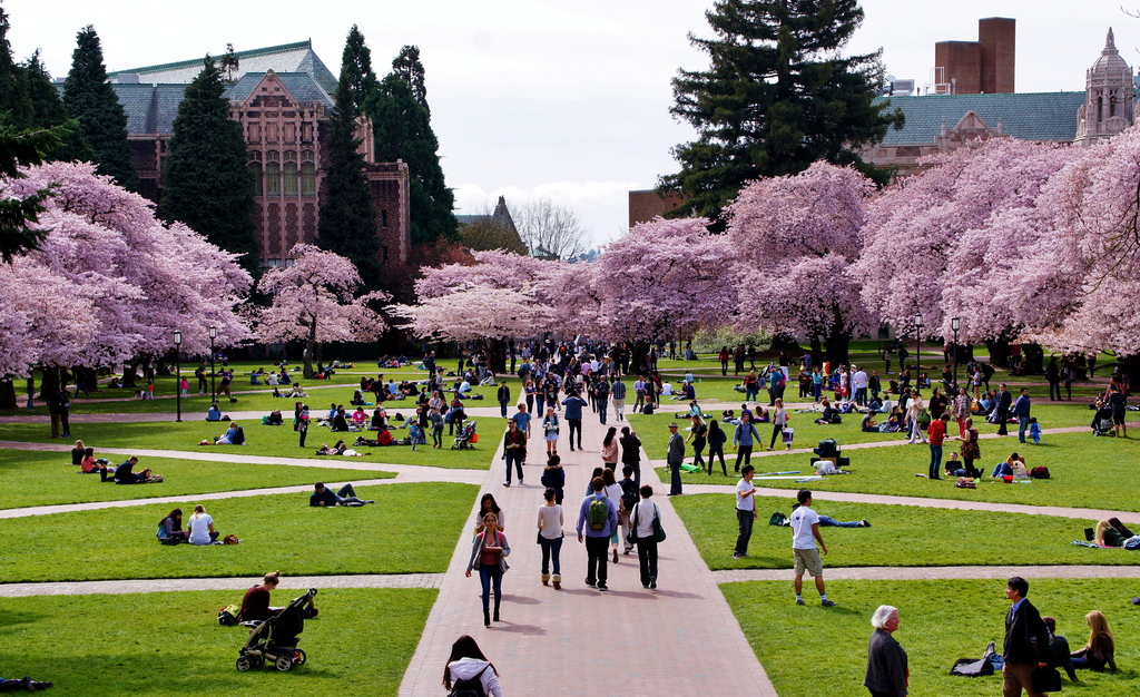 An arial shot of the University of Washington campus highlights the blooming cherry blossoms.