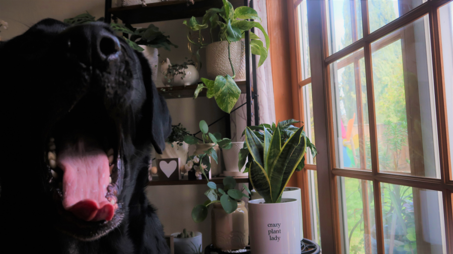 Freshman Sophia Tribendis says the time spent at home has been healthier with her favorite house plants - and with her Labrador, Jax.  Have a plant you love? Send a photo to thenorthgatesentinel@gmail.com from your school email account.